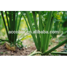 China wholesale Parsley, 100% herbal extract Parsley Extract